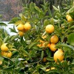 Limon Ve Sirke İle Saç Bakımı (8)
