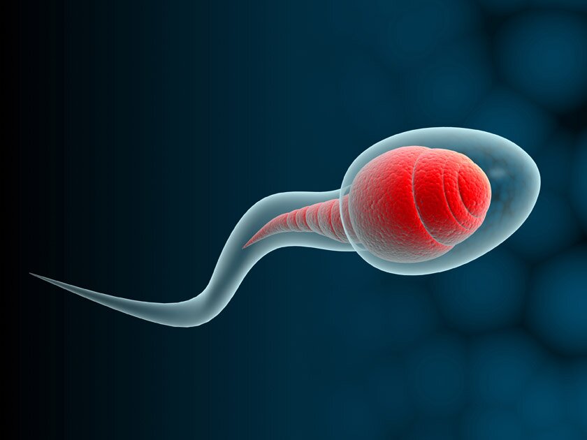Sperm Sayısını Yükselten Yiyecekler Nelerdir?